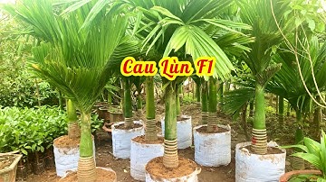 Phân biệt cau lùn F1 chuẩn giống // 085.88.98765