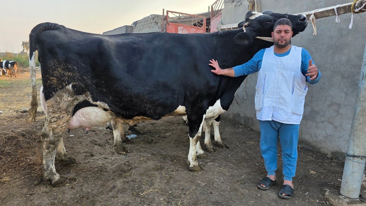 أبقار هولشتاين الماني وامريكي بيور بتحلب 40 و35 ك في اليوم علي الميزان وخليط عالي 22 ك لبن في اليوم
