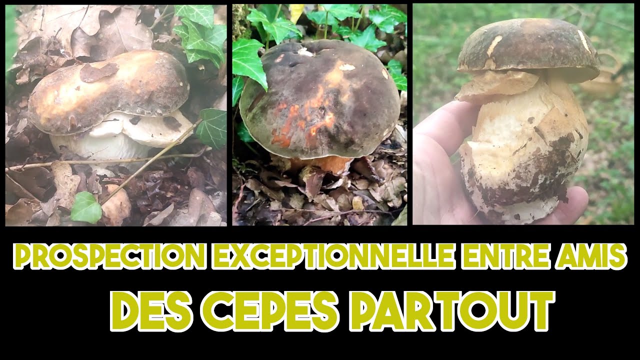 Prospection exceptionnelle entre amis  -  Des cèpes partout