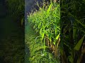 صلى ربي الرحمن على خير البشر ريف اليمن ريمة