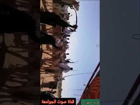 تراث قبيلة الجوامعة سباق الهجن في قرية حمودة شمال كردفان 