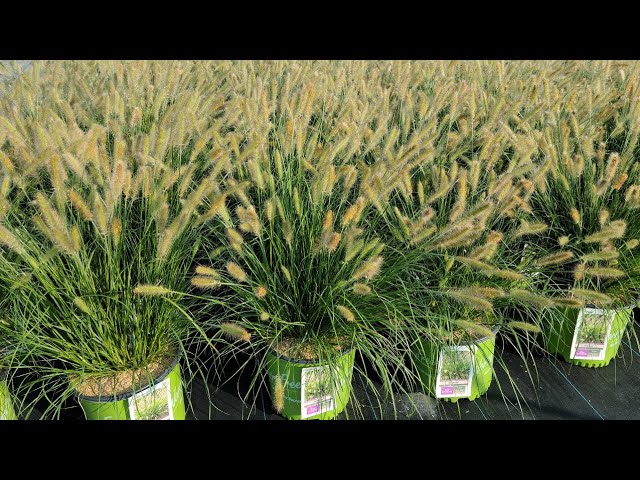Pennisetum WorryFree® Praline™// Amazing NON-INVASIVE Ornamental Grass🌈 that lasts longer!
