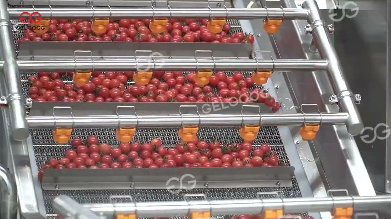 Industrial Tomato Cleaning Line