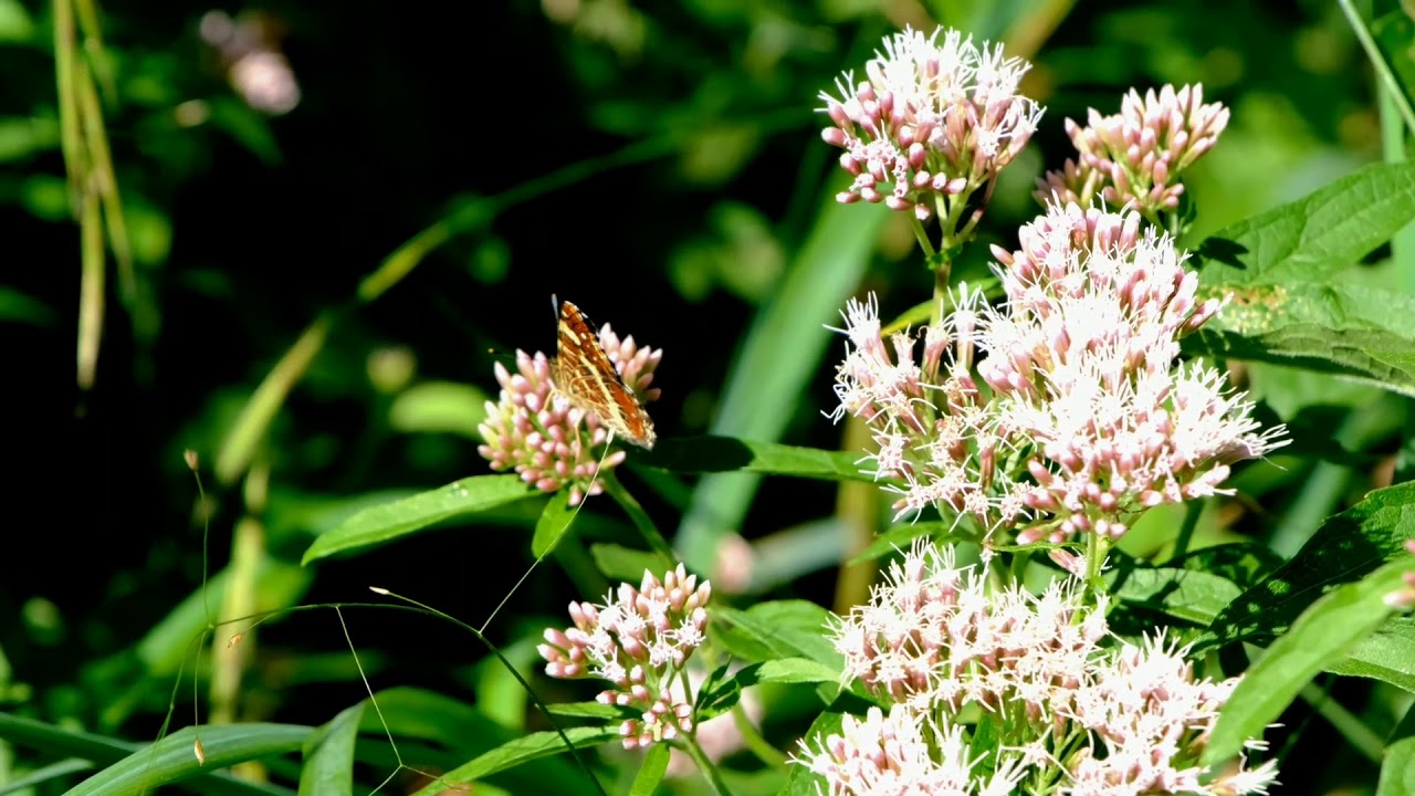 HD No Copyright Background Video || No Copyright video effects || কপি