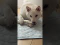 蓮殿、生後5ヶ月、絶賛乳歯が抜けて永久歯に生え変わり中です#shorts #蓮殿 #柴犬 #白柴 #愛犬 #パピー#生後5ヶ月