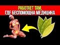 Пейте чай из лаврового листа каждый день удивительный эффект для здоровья,о котором никто не говорит