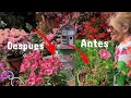 ¿Cómo cuidar de tu Alstroemeria? ¡No te pierdas esta guía completa con trucos y consejos 💐🏡