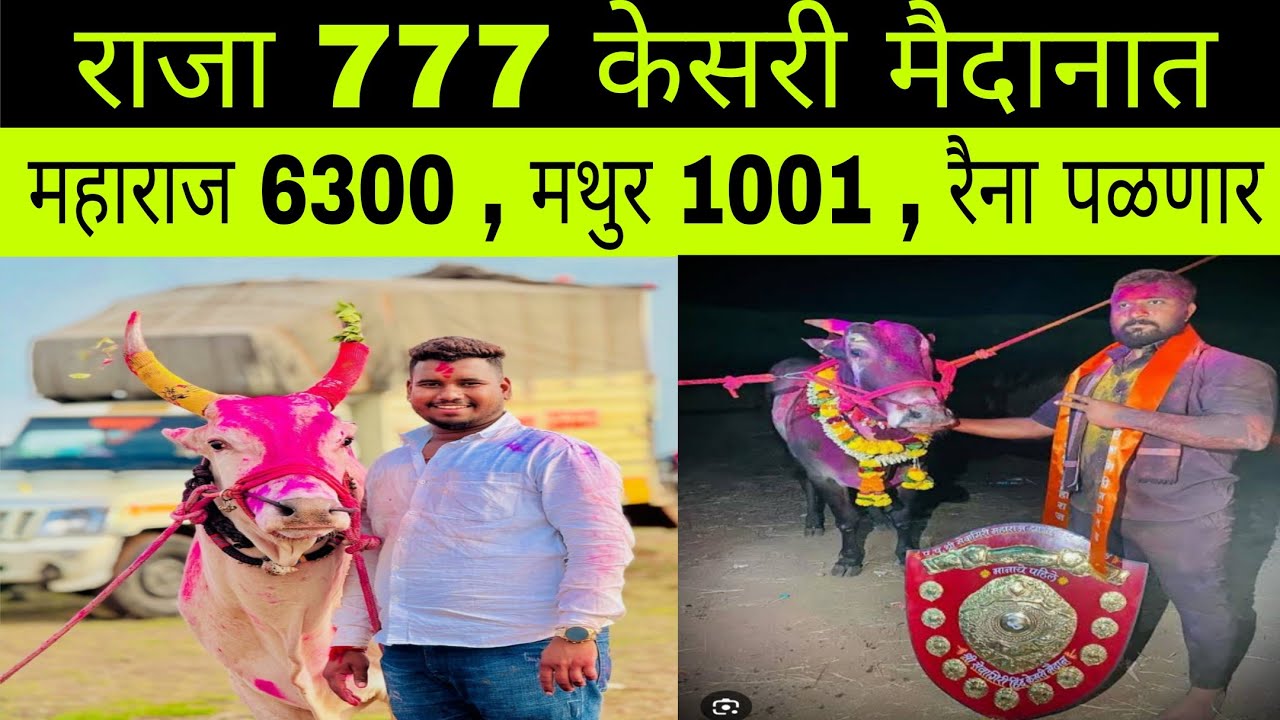 मुंबईत उद्या तीन फेऱ्याच ओपन मैदान राजा 777 केसरी मथुर 1001 आणि एलियन 1001 पळणार