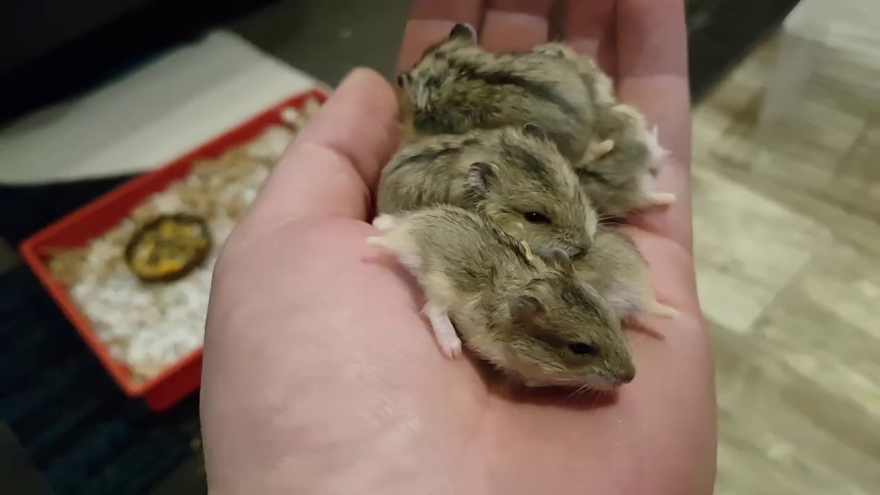 Lifespan of Dwarf Hamster.