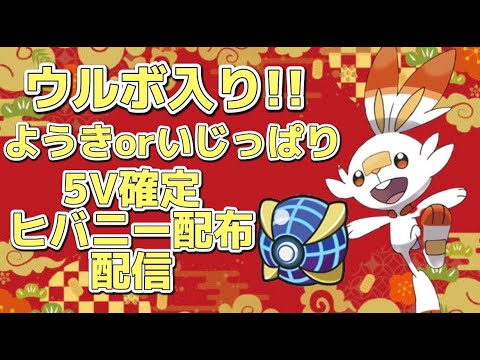 ポケモンsv 5vウルボヒバニー配布配信 性格はようきorいじっぱり 夢特性 ヒバニー オシャボ ウルボ ポケモン バイオレット スカーッレット Youtube