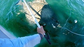 MASSIVE Halibut Fished in DEEP Border  Offshore Swiftsure Fishing