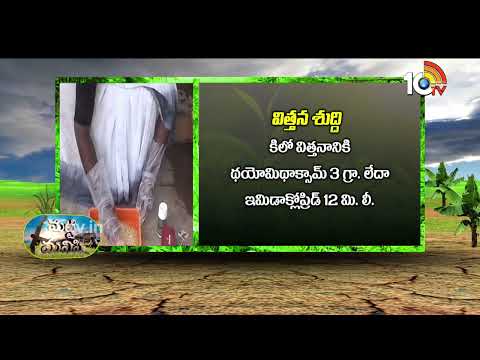 Varieties of Sorghum Seeds | రబీలో వేసుకోదగిన జొన్నరకాలు | Matti Manishi | 10TV Agri