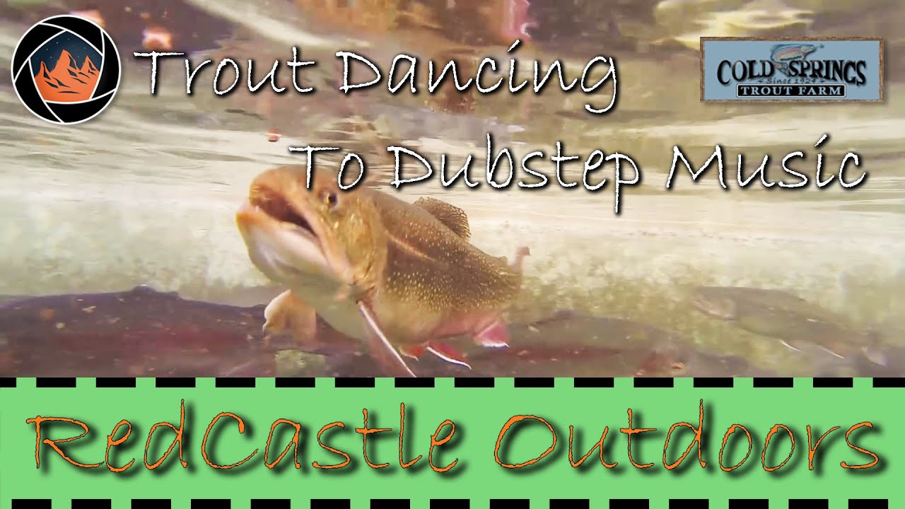Trout Dancing to Dubstep Music YouTube