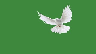 white dove flying green screen | pigeon green screen video | green screen pigeon flying