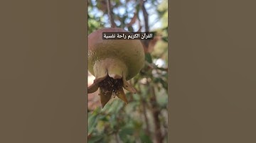 القرآن الكريم راحة نفسية #قرآن #اكسبلور #تيك_توك #اكسبلورر #لايك #اكسبلورفولو