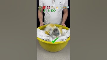 TRY TO GUESS HOW MANY TISSUES PAPER IT TOOKS! #asmr #satisfying #experiment #water