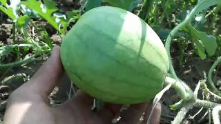 افضل طريقه لزراعه البطيخ_تشتيل واثمار |2| Grow watermelon at home