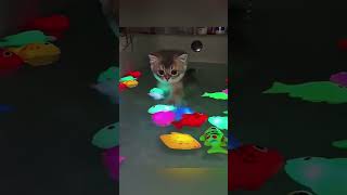 Wait till you see what this little kitten doesπΊβ¨#shorts #trending #funny #viral Wait till you see what this little kitten doesπΊβ¨#shorts #trending #funny #viral