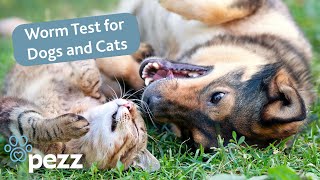 Worm testing for dogs and cats - easy and stress-free testing at home - by TRIXIE and Pezz by TRIXIE UK 446 views 7 months ago 1 minute, 19 seconds