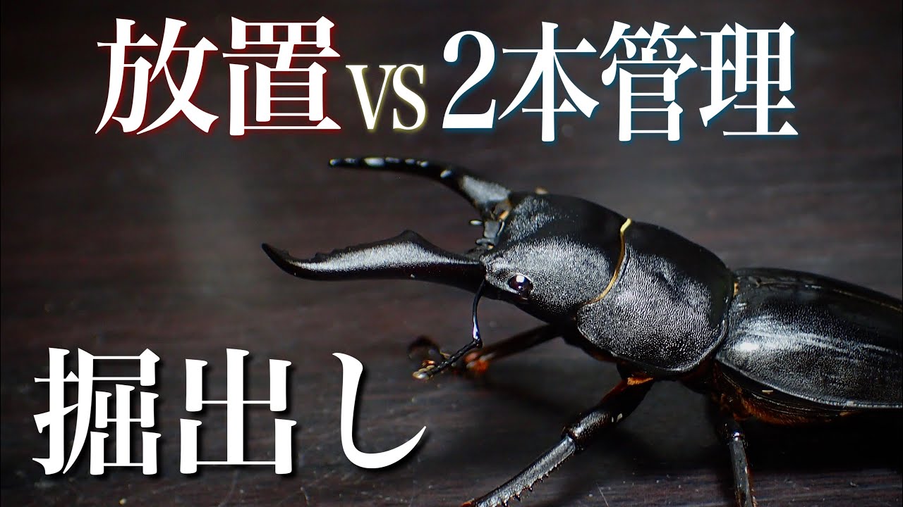 【10ヶ月経過】羽化したヒラタクワガタの成虫掘り出し結果...【クワガタ飼育】