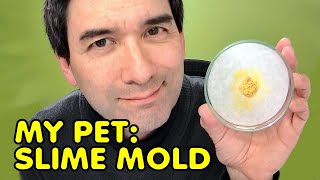 How To Grow Your Own Slime Mold At Home Physarum Polycephalum