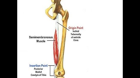 Two Minutes of Anatomy: Semimembranosus