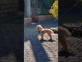 か、可愛すぎる…!!【テディベアドッグのモコ|トイプードル】