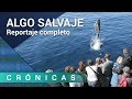 'Algo salvaje' COMPLETO | Crónicas