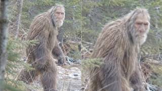 SASQUATCH Research Got Terrifying — A Cree Elder Said They’re Dying Out and New Research Agrees