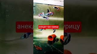 анекдот про курицу 🐔😂