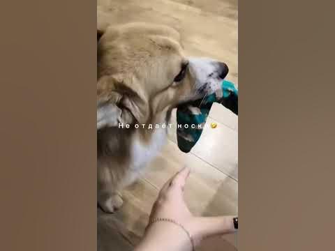 Смешной корги своровал носки и не отдаёт🤣🤣🤣🤣🧦 - YouTube