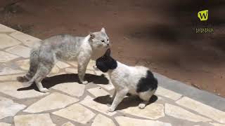 صراع القطط مع بعضها 2 cats fighting for the area in my farm