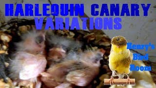 Harlequin Canary Variations | Henry's Bird Room Tips & DIY Info for Bird Breeders
