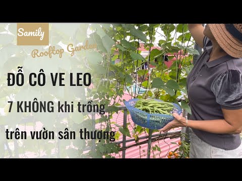 Video: Thông tin về cây đậu bụi rậm rạp: Trồng đậu xanh tốt trong vườn