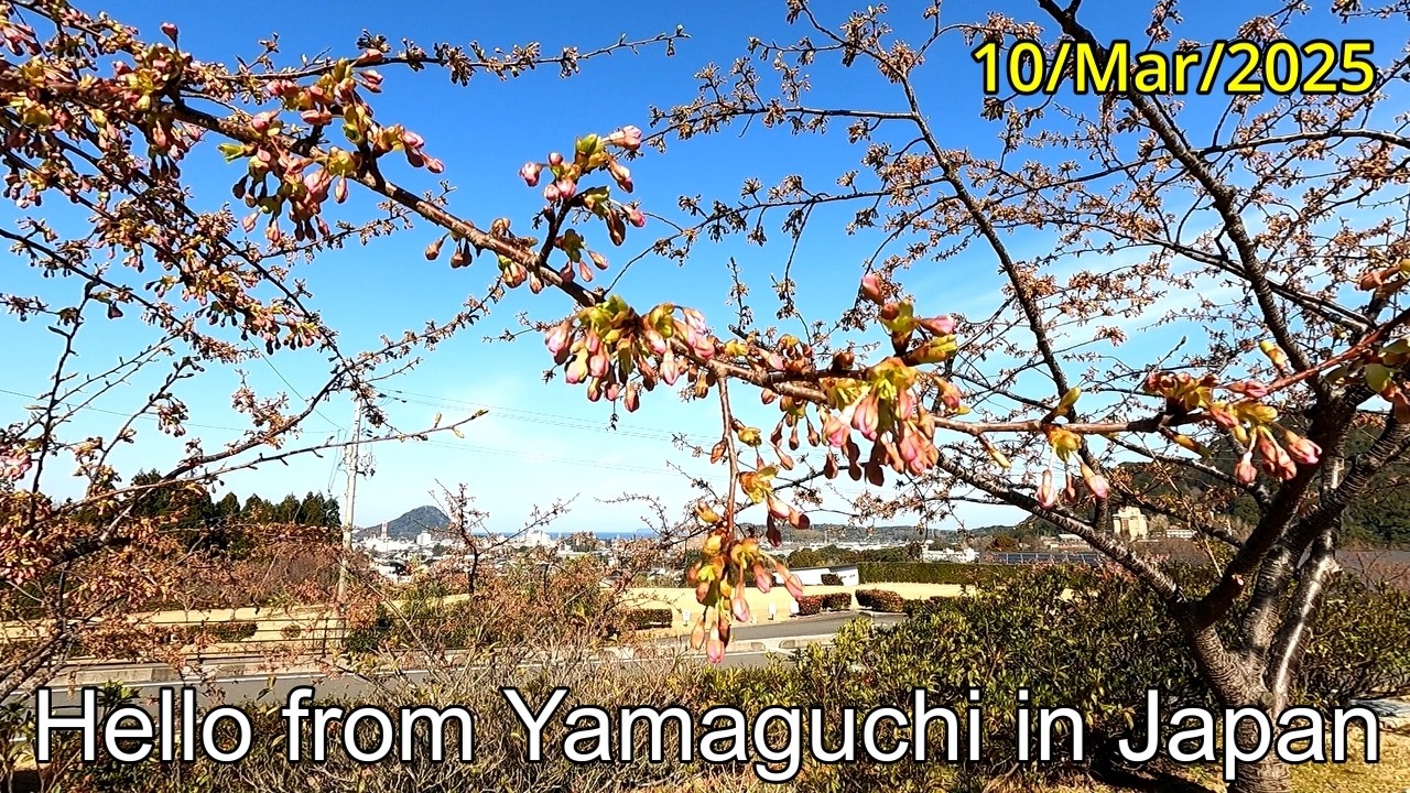 準備万端！もうすぐだよ！【陶芸の村公園　河津桜】萩市椿東　2025年03月10日