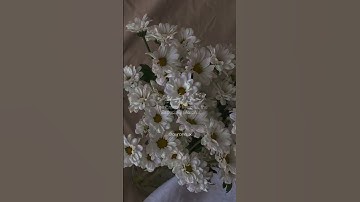 سورة الفاتحة بصوت القارئ مشاري واشد العفاسي 🤍