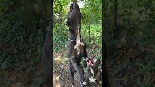 Working American Bully Tchalla Doing Some Spring Pole