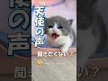 子猫の鳴き声まとめ！どの子がタイプ？ #海外 #動物 #funnyanimals