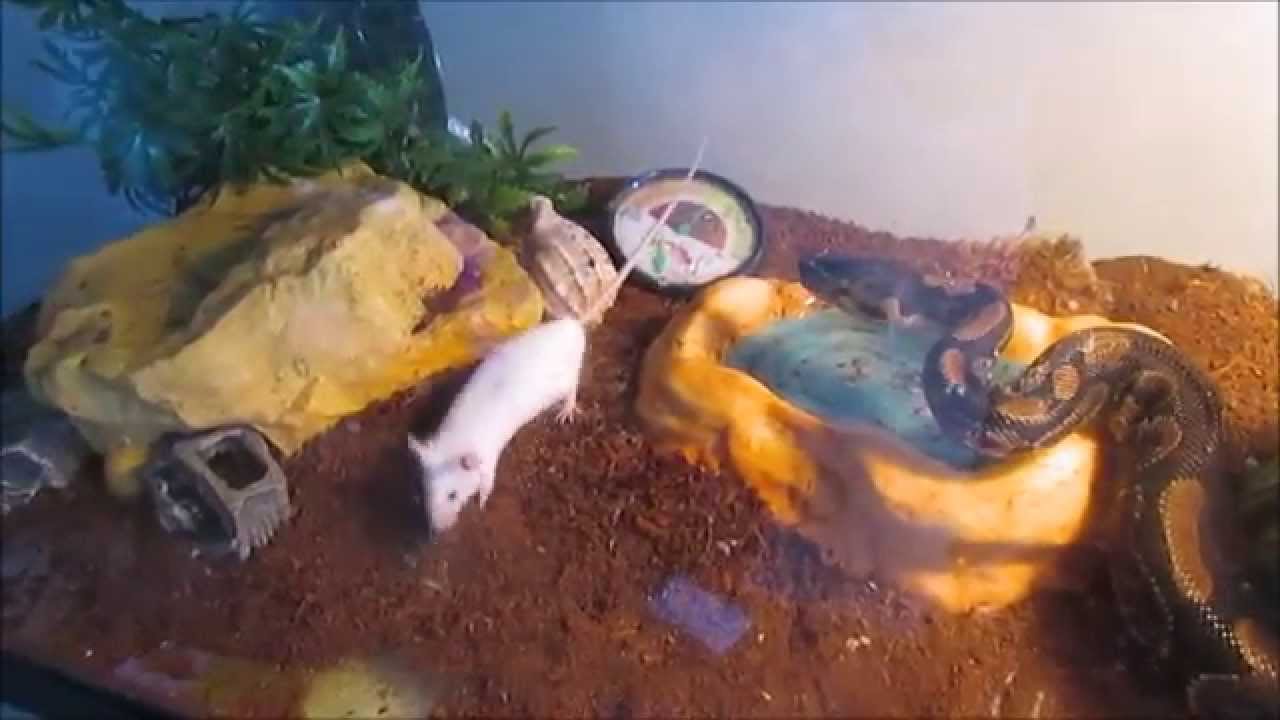 Gorgon the Ball Python Eats a Mouse - YouTube