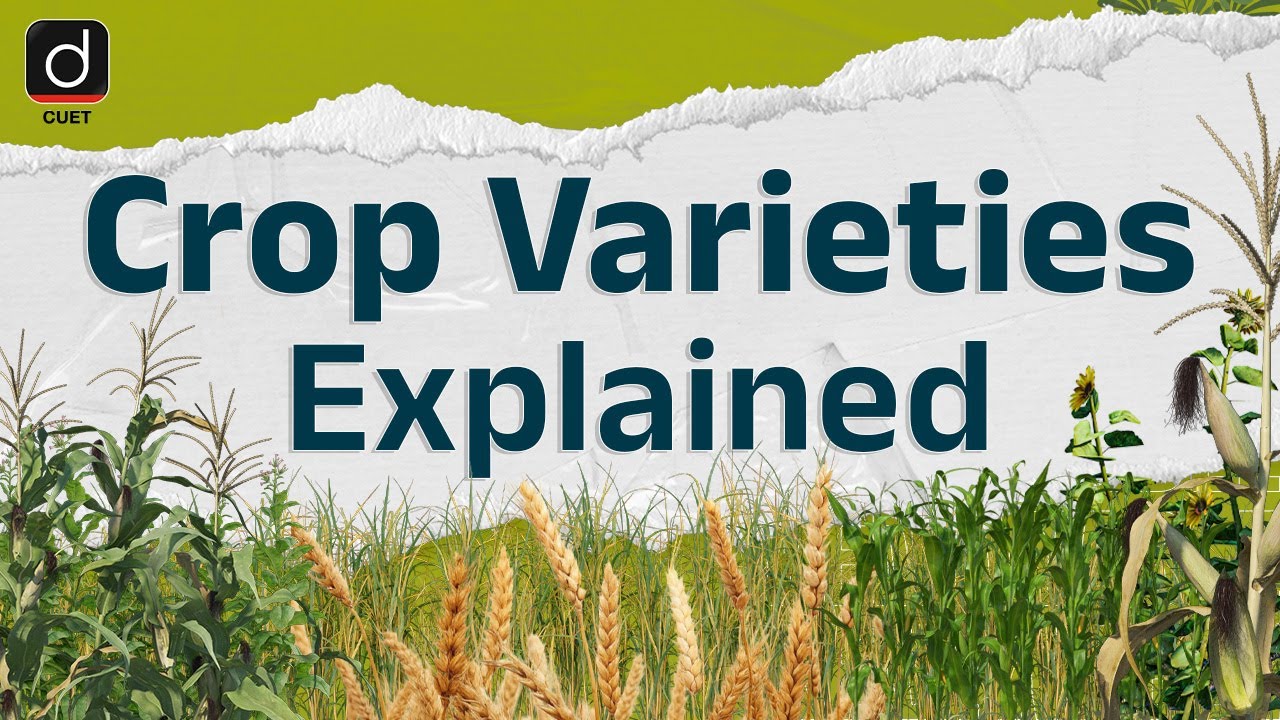 Exploring Crop Varieties | CUET UG 2025 | Drishti CUET - YouTube