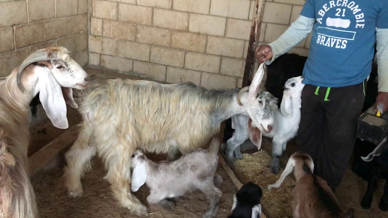 الماعز العارضي (٢٥)الجزء الثاني العناية بالمعزة قبل و بعد الولادة 🍁