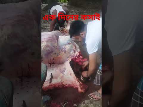 এক দিনের কসাই