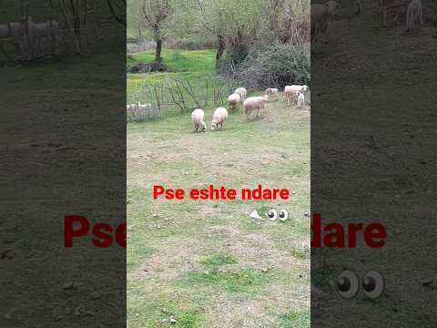 Kjo Eshte Ndryshe Nga Delet E Tjera Sheep Popullore Dele Coban Albania 
