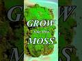 How To Propagate Moss - Simple &amp; Easy #moss #plants #terrarium