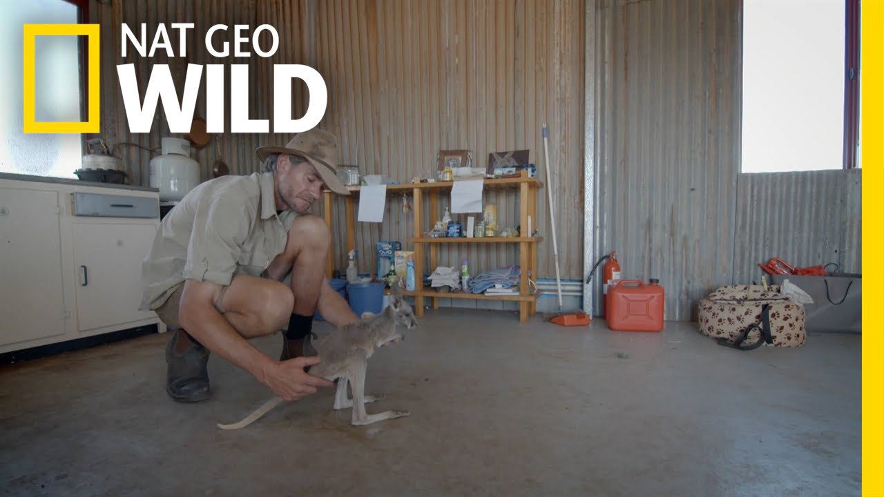 Kangaroo Potty Training | Kangaroo Dundee