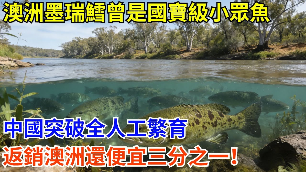 澳洲墨瑞鱈曾是「國寶級」小眾魚，中國突破全人工繁育，返銷澳洲還便宜三分之一！