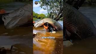 Human Hands vs Giant Amazon Monster Fish… Who Wins? #facts