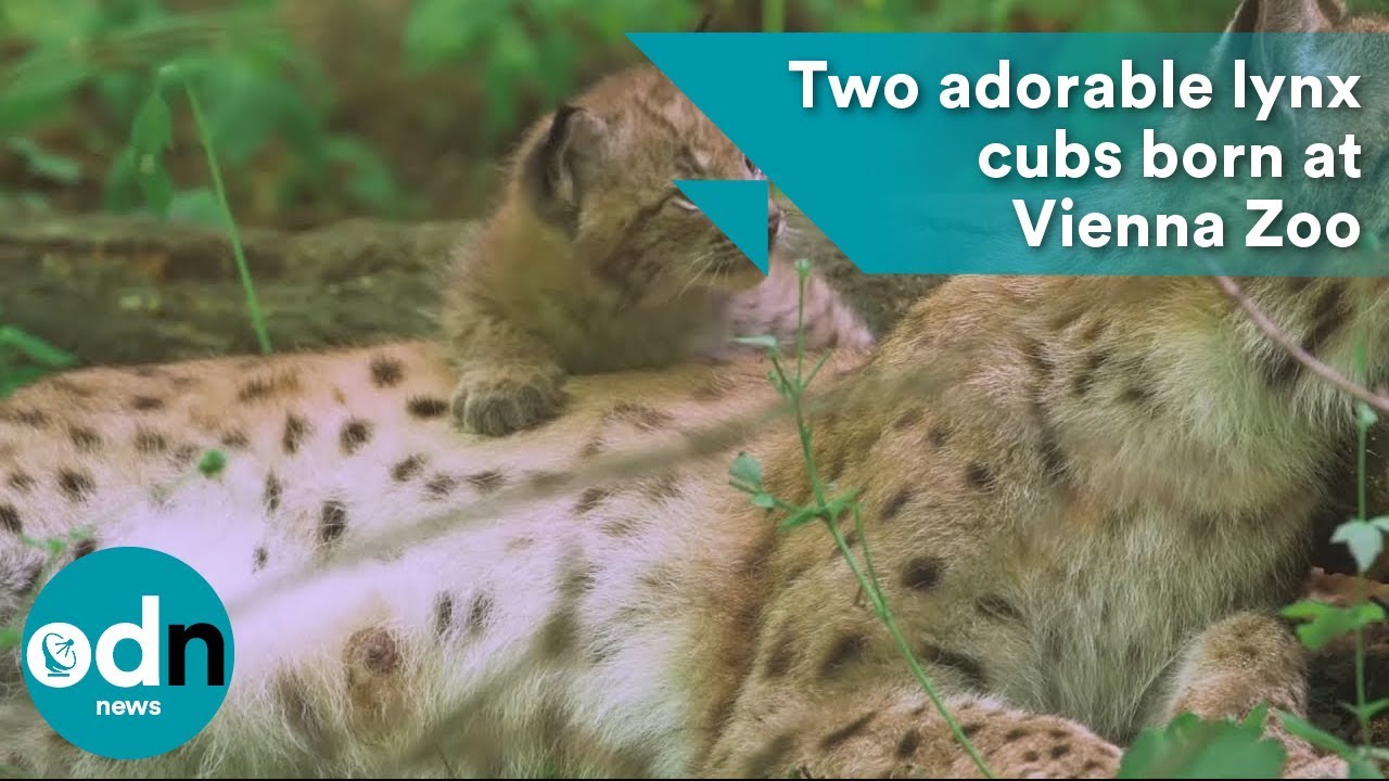 Two adorable lynx cubs born at Vienna Zoo