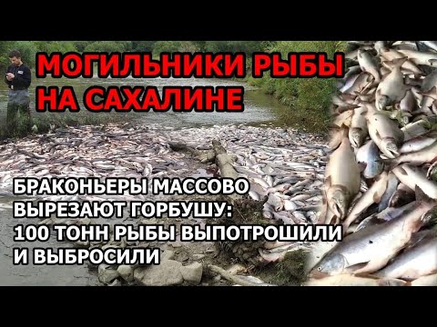 Браконьеры массово вырезают горбушу ради икры на Сахалине. 100 тонн рыбы выпотрошили и выбросили