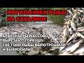 Браконьеры массово вырезают горбушу ради икры на Сахалине. 100 тонн рыбы выпотрошили и выбросили